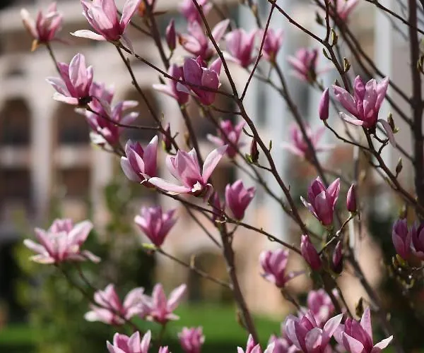 Duni Belleville Ośrodek wypoczynkowy 4*